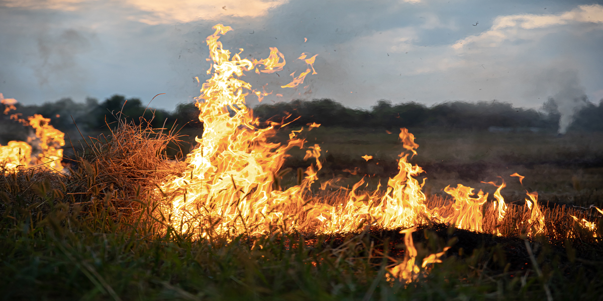 Farm Fires in Punjab: A Growing Challenge and the Role of 2G Ethanol in Sustainability